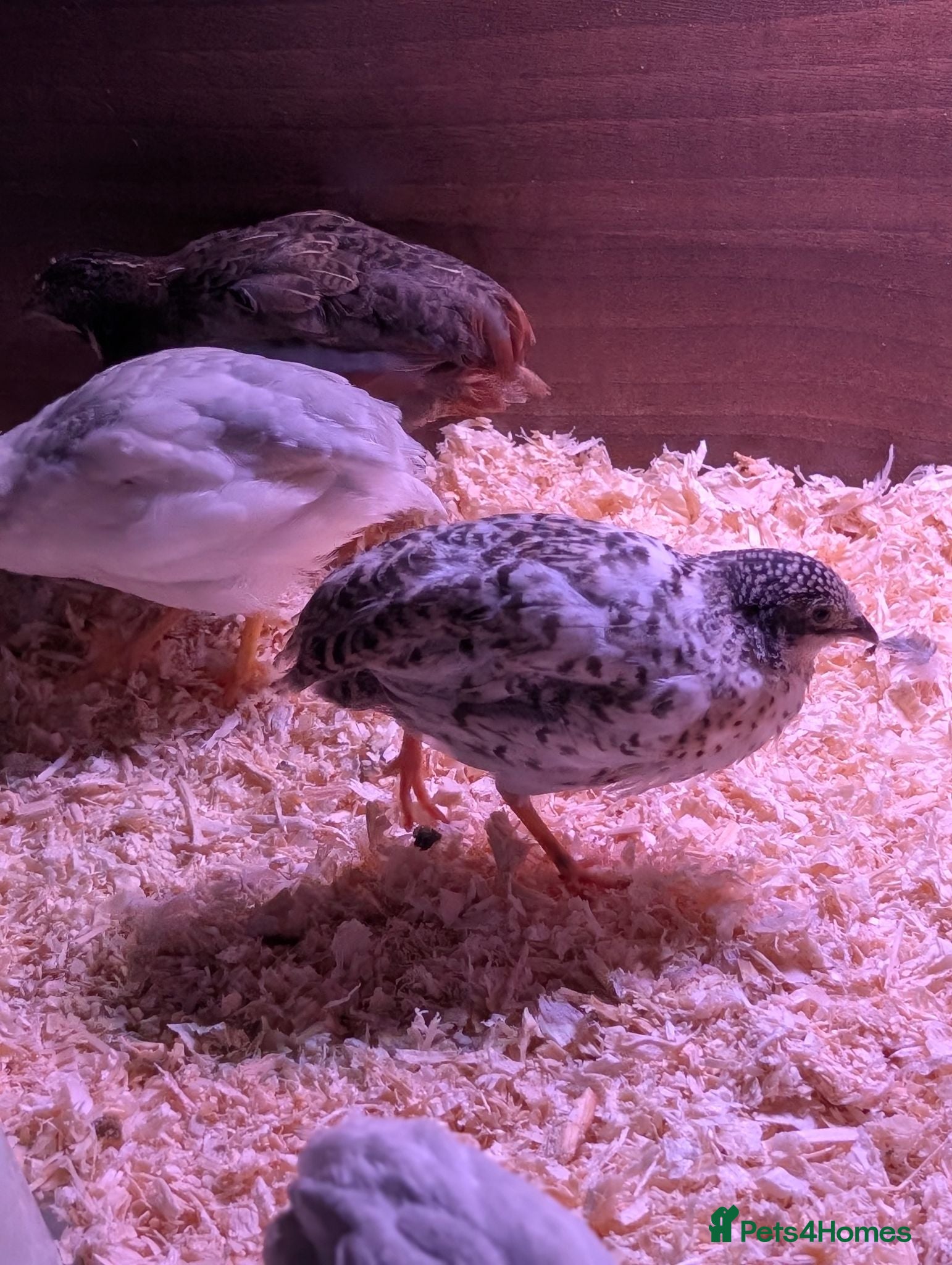 Quail poultry Button quails and fertile eggs - Advert 3