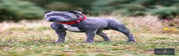 Staffordshire Bull Terrier dogs for stud: 📣  SIRE OF THE WORLD WINNER PUPPY DOG 2024 in Faversham - Advert 3