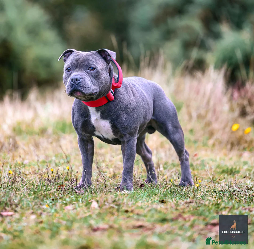 Staffordshire Bull Terrier dogs for stud: 📣  SIRE OF THE WORLD WINNER PUPPY DOG 2024 in Faversham - Advert 3
