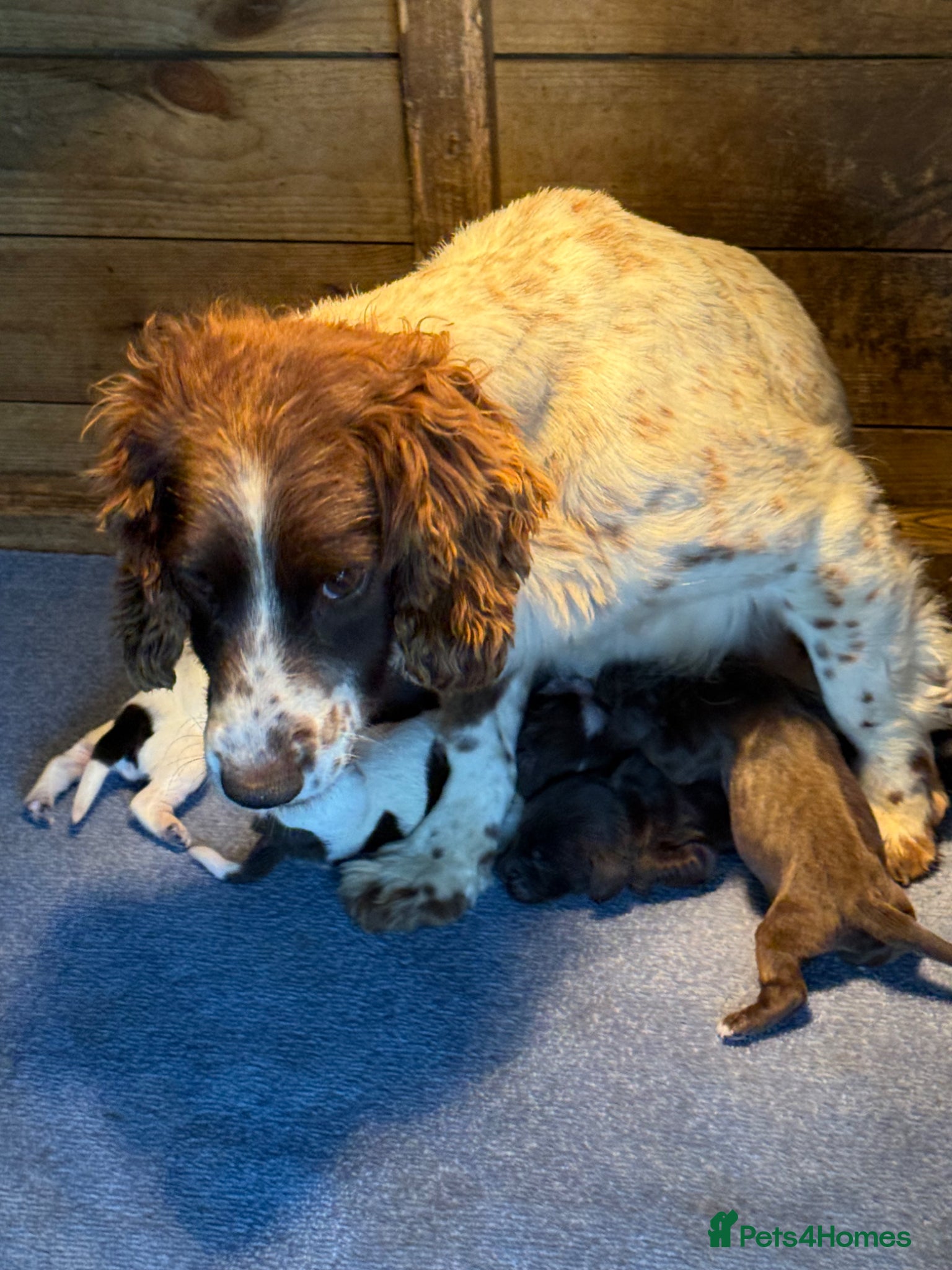 Sprocker dogs for sale: 6 beautiful sprocker - Advert 19