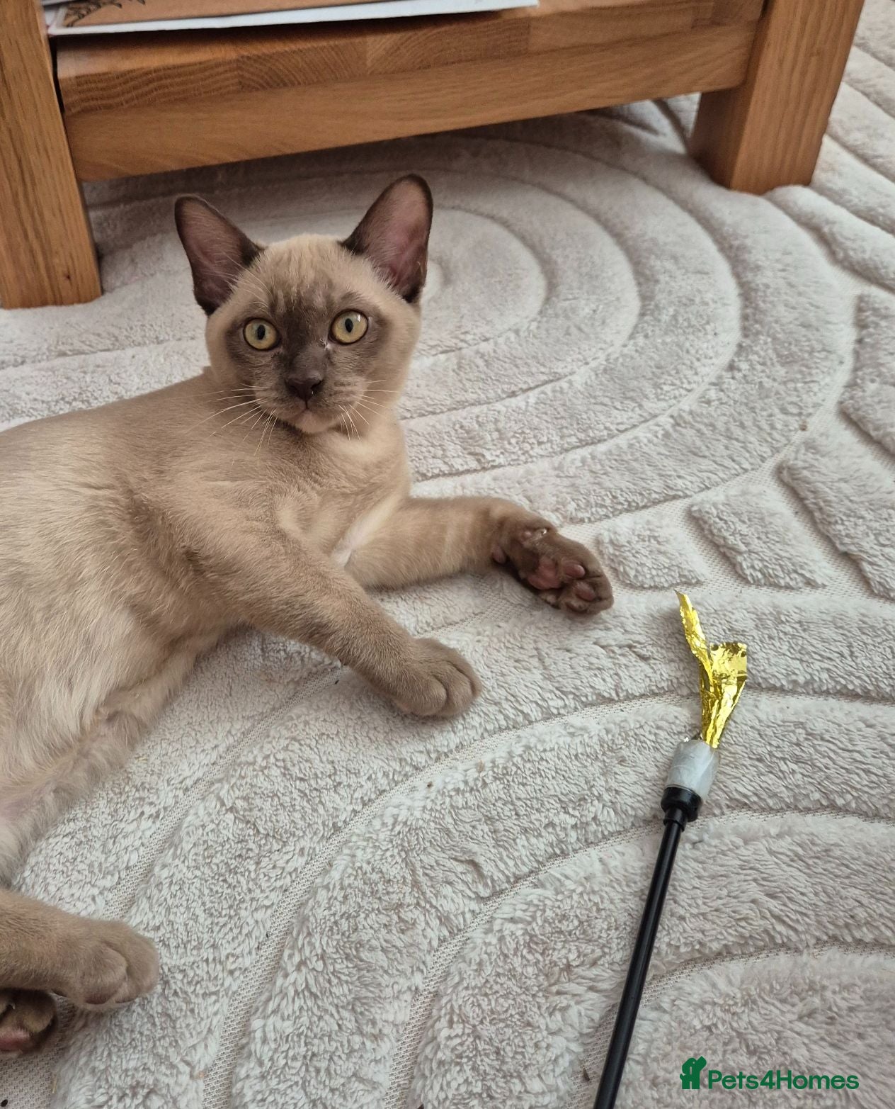 Burmese cats Pedigree Chocolate Female Burmese Kittens - Advert 7