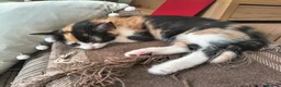 Mixed Breed cats for sale: GORGEOUS CALICO SISTERS! - Advert 10