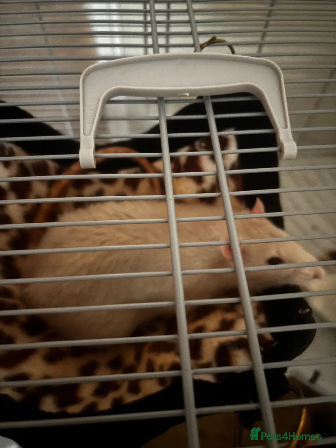 Rat rodents for sale: Male rats Keith( gray and white) Kevin  in Leicester - Advert 4