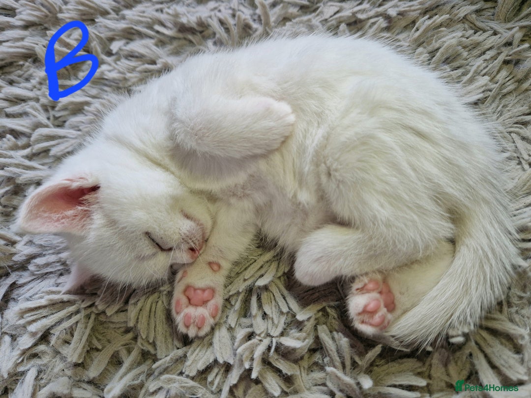 British Shorthair cats for sale: Beautiful British Shorthair Cross Kittens - Image 8