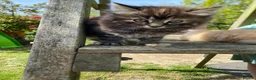 Maine Coon cats for sale: Maine coon X Rag Doll  2 Baby Girls Ready Now - Advert 4