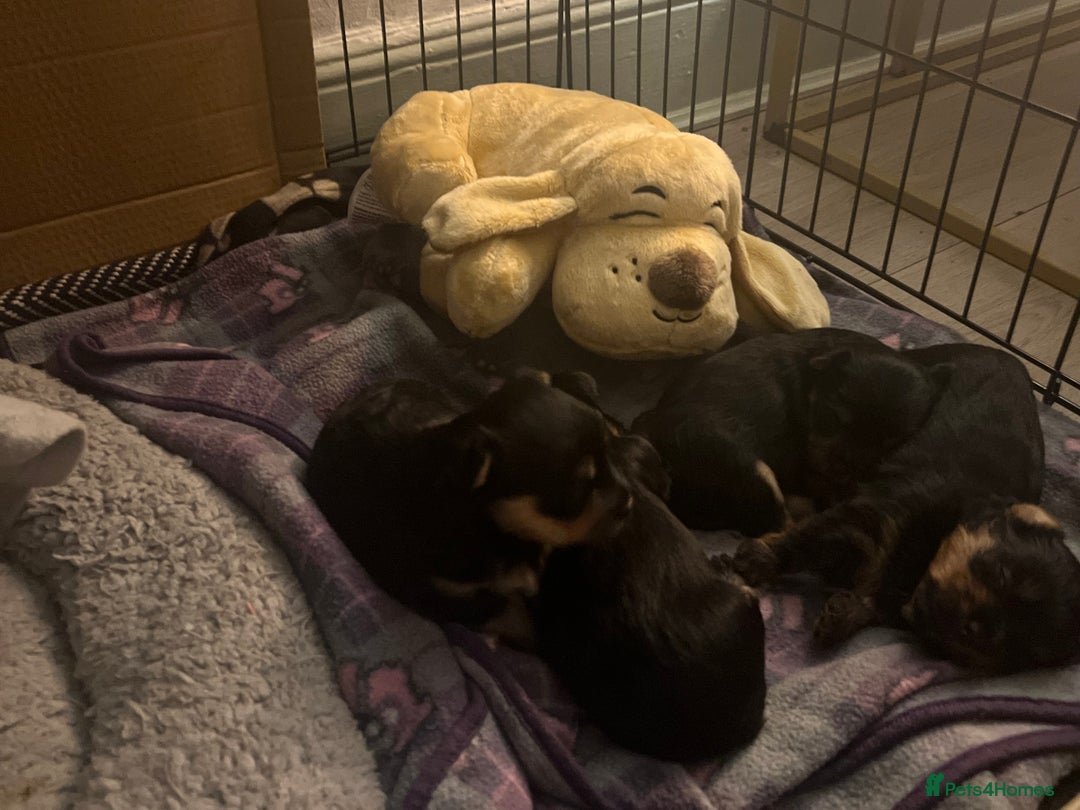 Mixed Breed dogs for sale: Yorker x biewer - Advert 2