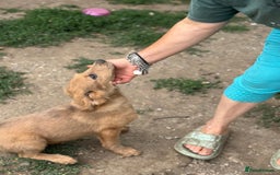 Mixed Breed dogs for adoption: THEO - a Superb Puppy Boy, for a Loving Home - Image 19