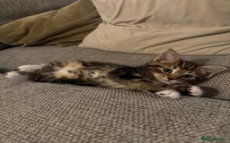Mixed Breed cats for sale: 5 beautiful kittens for sale - Image 11