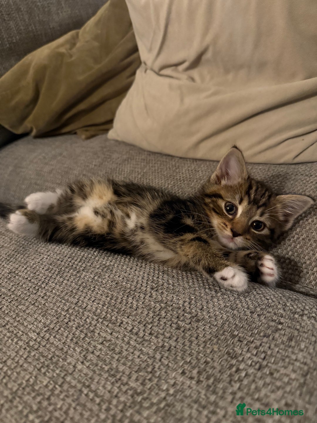 Mixed Breed cats for sale: 5 beautiful kittens for sale - Image 11