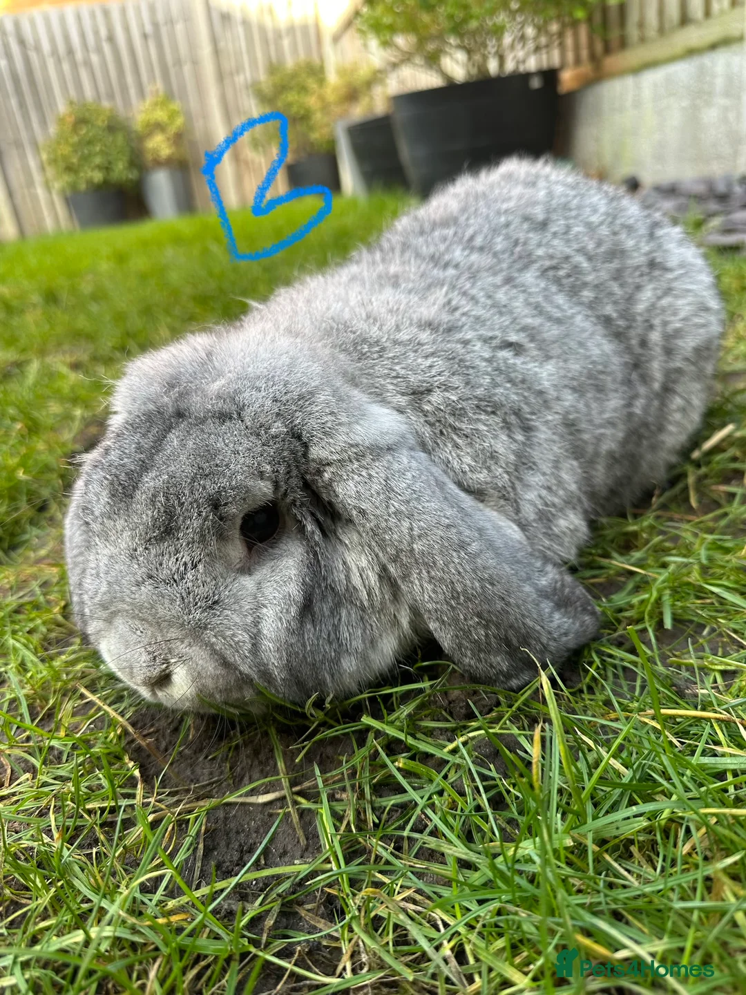 French Lop rabbits for sale: Beautiful French Lop Rabbits For Sale  - Advert 5