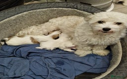 Malshi dogs for sale: Malshi puppiez - Image 7
