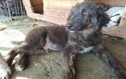 Mixed Breed dogs for adoption: Frank - North Walsham Norfolk  - Image 2