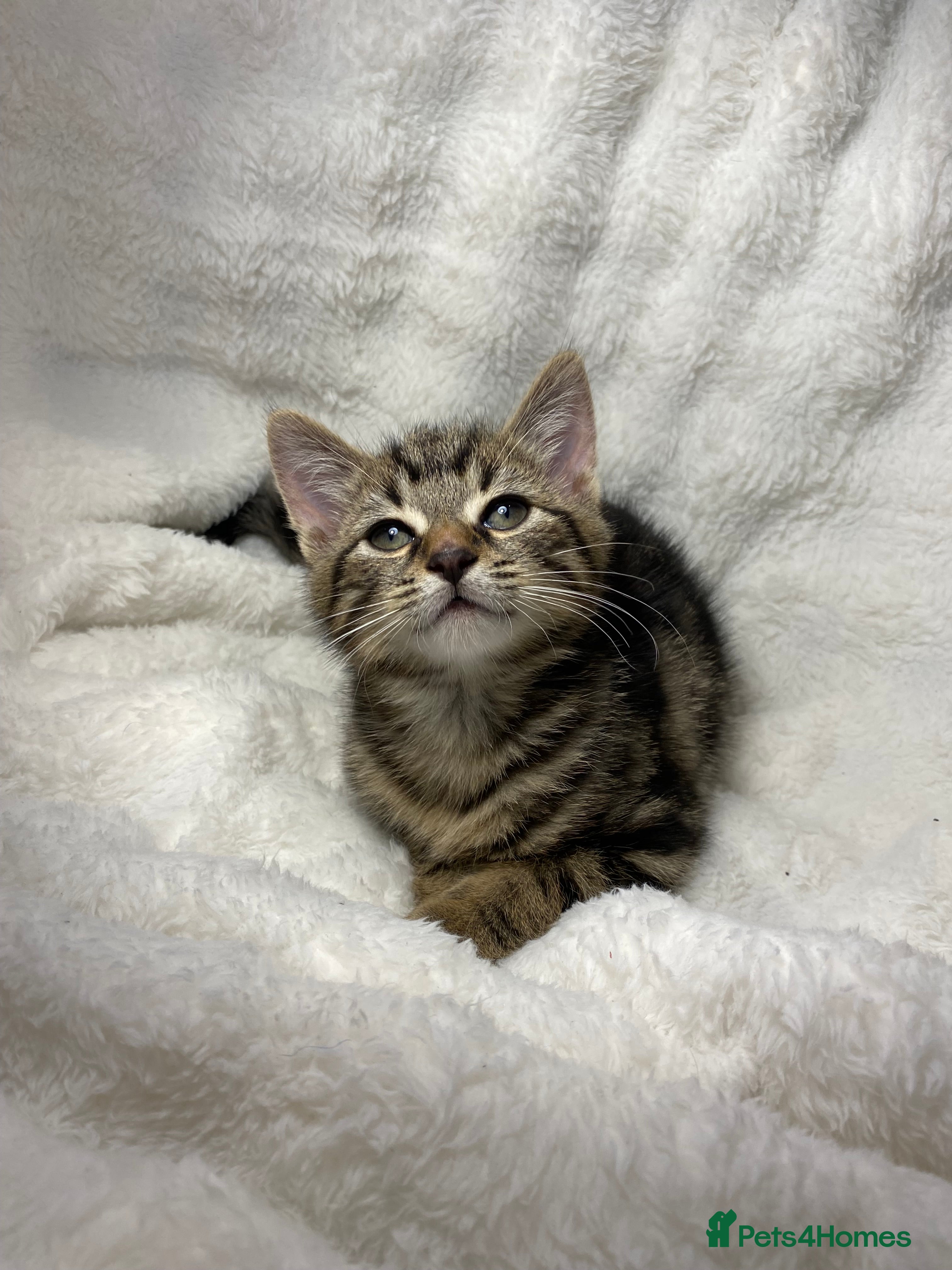 Mixed Breed cats Adorable Kitten Awaiting Their Forever Home🏡 - Advert 9