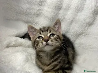 Mixed Breed cats Adorable Kitten Awaiting Their Forever Home🏡 - Advert 9