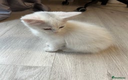 Turkish Angora cats for sale: cute white kittens - Image 3