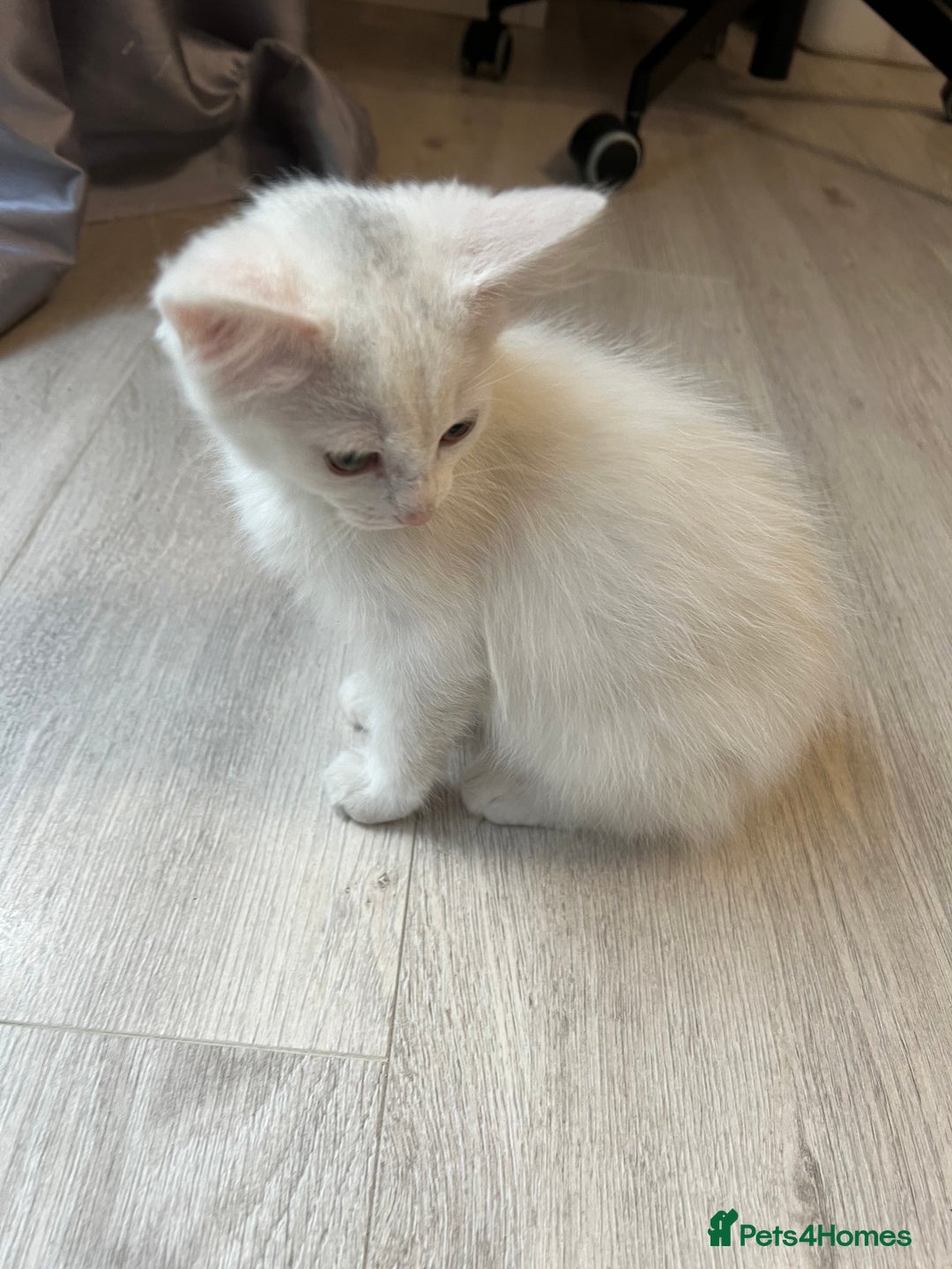 Turkish Angora cats for sale: cute white kittens - Image 3