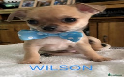 Chihuahua dogs for sale: KC Registered Apple Head Chihuahuas  - Image 5