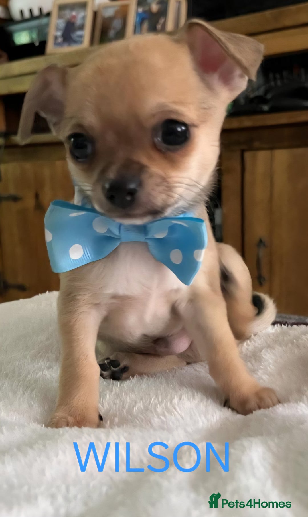 Chihuahua dogs for sale: KC Registered Apple Head Chihuahuas  - Image 5