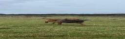 Labrador Retriever dogs for stud: Foxred labrador stud ayrshire - Advert 3