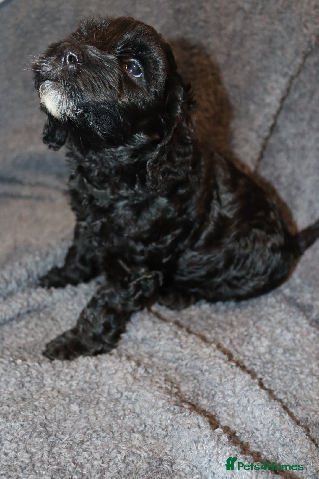 Cockapoo dogs for sale: Adorable Puppies Looking for Their Forever Homes! - Advert 6