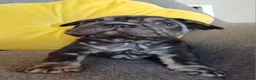French Bulldog dogs for sale: Ready now, quality French Bulldog Puppies  - Advert 37