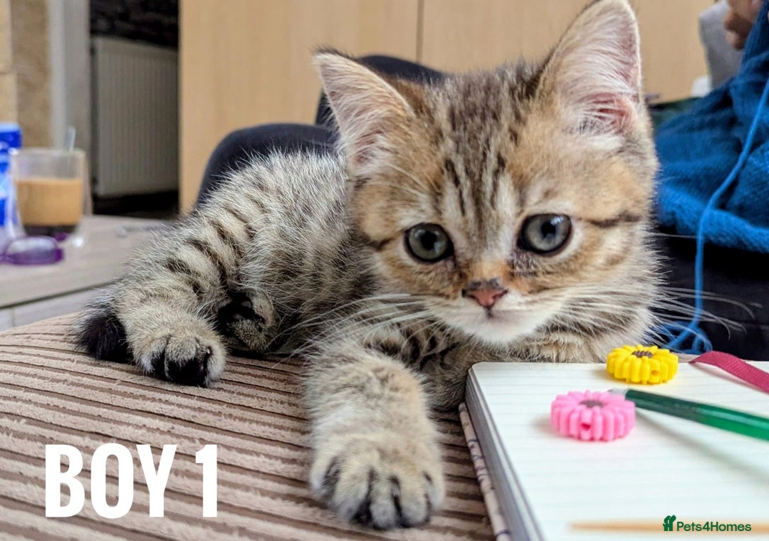 Mixed Breed cats for sale: Adorable kittens  - Image 5
