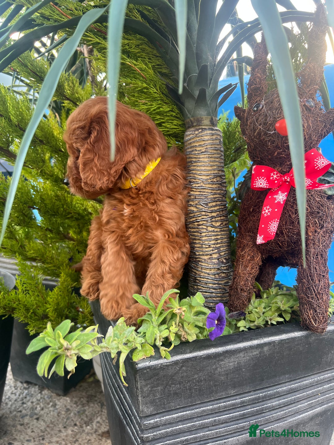 Cockapoo dogs for sale: LAST GIRL!!!!! F1 Cockapoo Puppies!!! - Advert 14