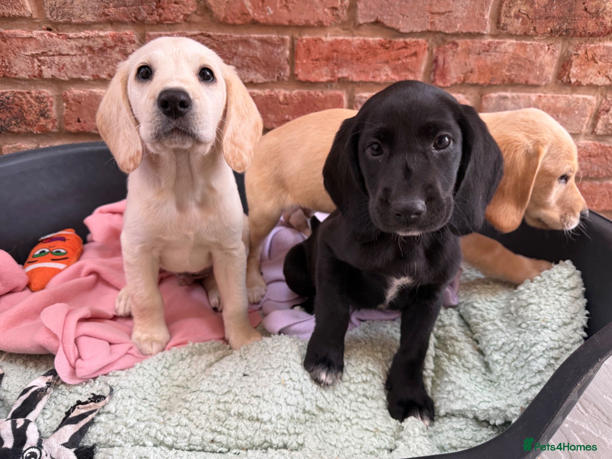 Cockerdor dogs Cockerdor puppies Labrador X Cocker Spaniel  - Advert 2