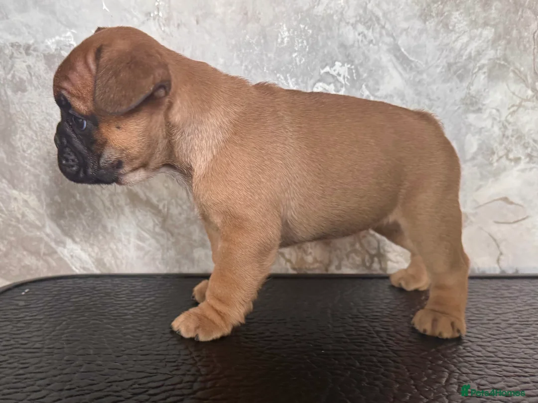 French Bulldog dogs for sale: Champion Sired last female Fawn French bulldog - Advert 19