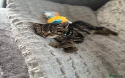 American Shorthair cats for sale: Tabby Kitten  - Image 34