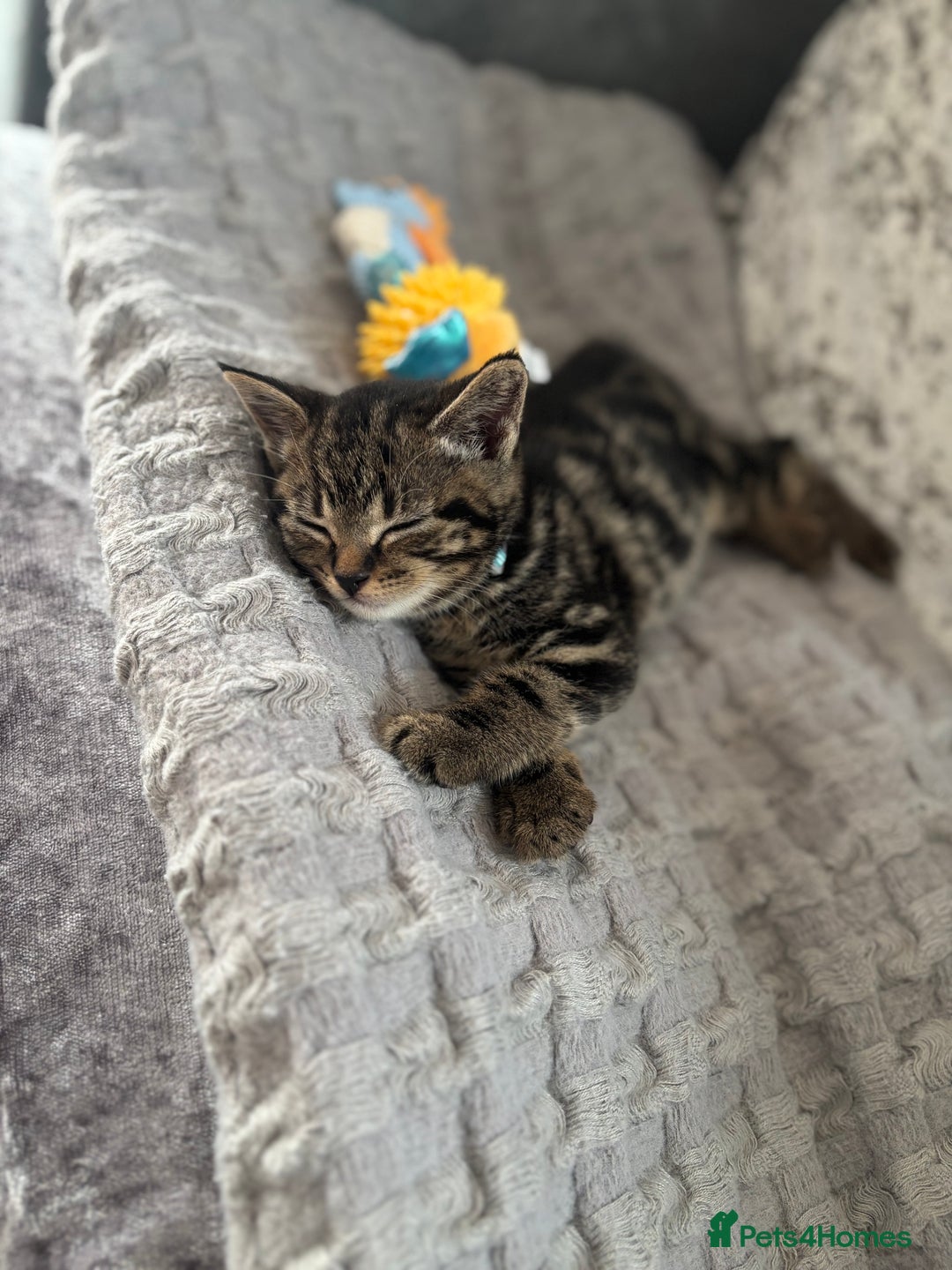 American Shorthair cats for sale: Tabby Kitten  - Image 34
