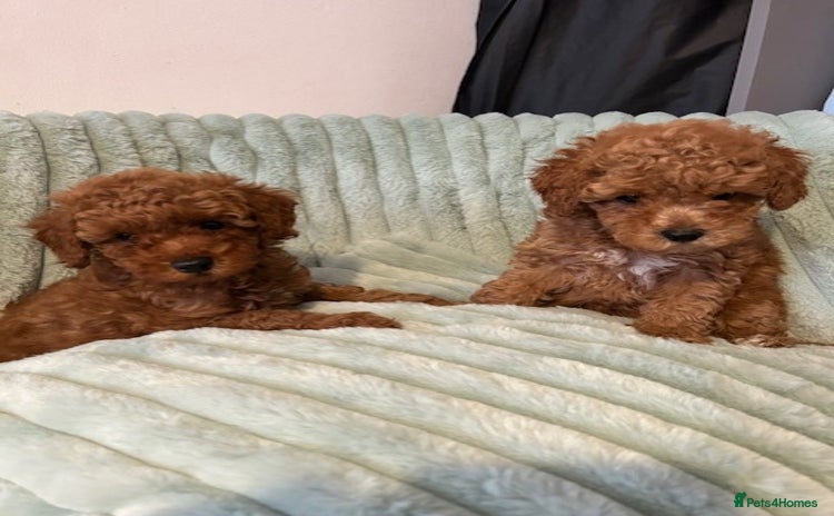 Toy Poodle dogs - Advert 2