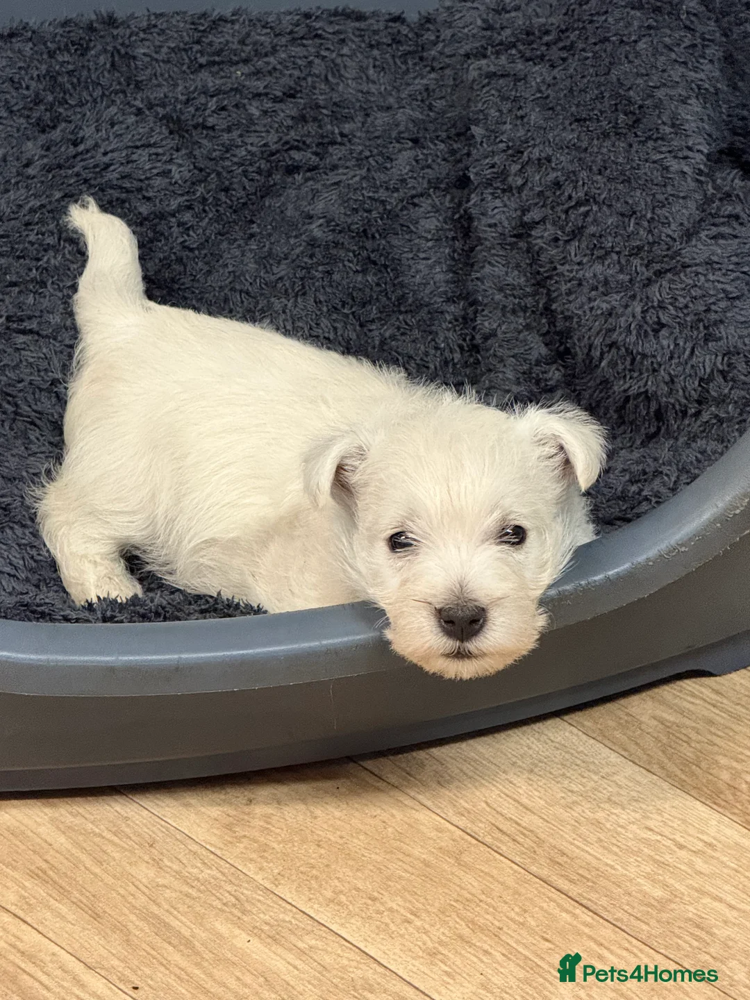 West Highland Terrier dogs for sale: PRICE REDUCED !!! 1 BOY AVAILABLE !!! - Advert 8
