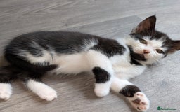 Mixed Breed cats for sale: 4 Little Boys  - Image 3