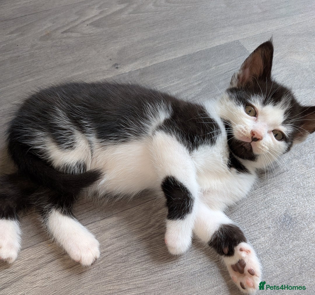 Mixed Breed cats for sale: 4 Little Boys  - Image 3