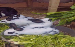 English Spot rabbits for sale: 6 Beautiful baby Rabbits for Sale - Image 8