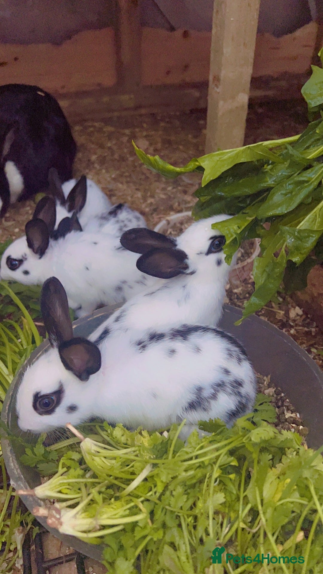 English Spot rabbits for sale: 6 Beautiful baby Rabbits for Sale - Image 8