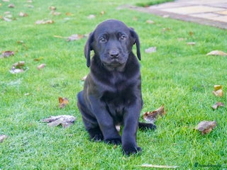 Labrador Retriever dogs Stunning Chunky Labrador Puppies - Advert 3