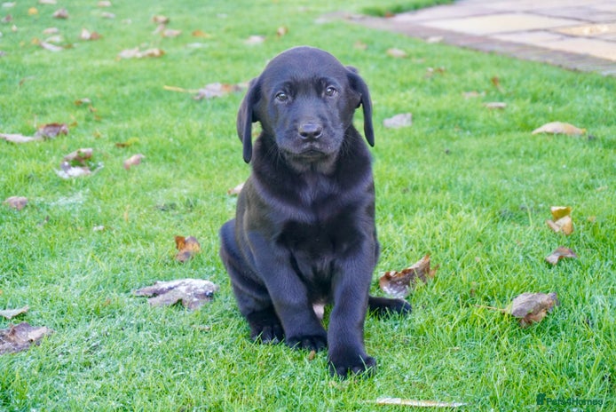 Labrador Retriever dogs Stunning Chunky Labrador Puppies - Advert 4