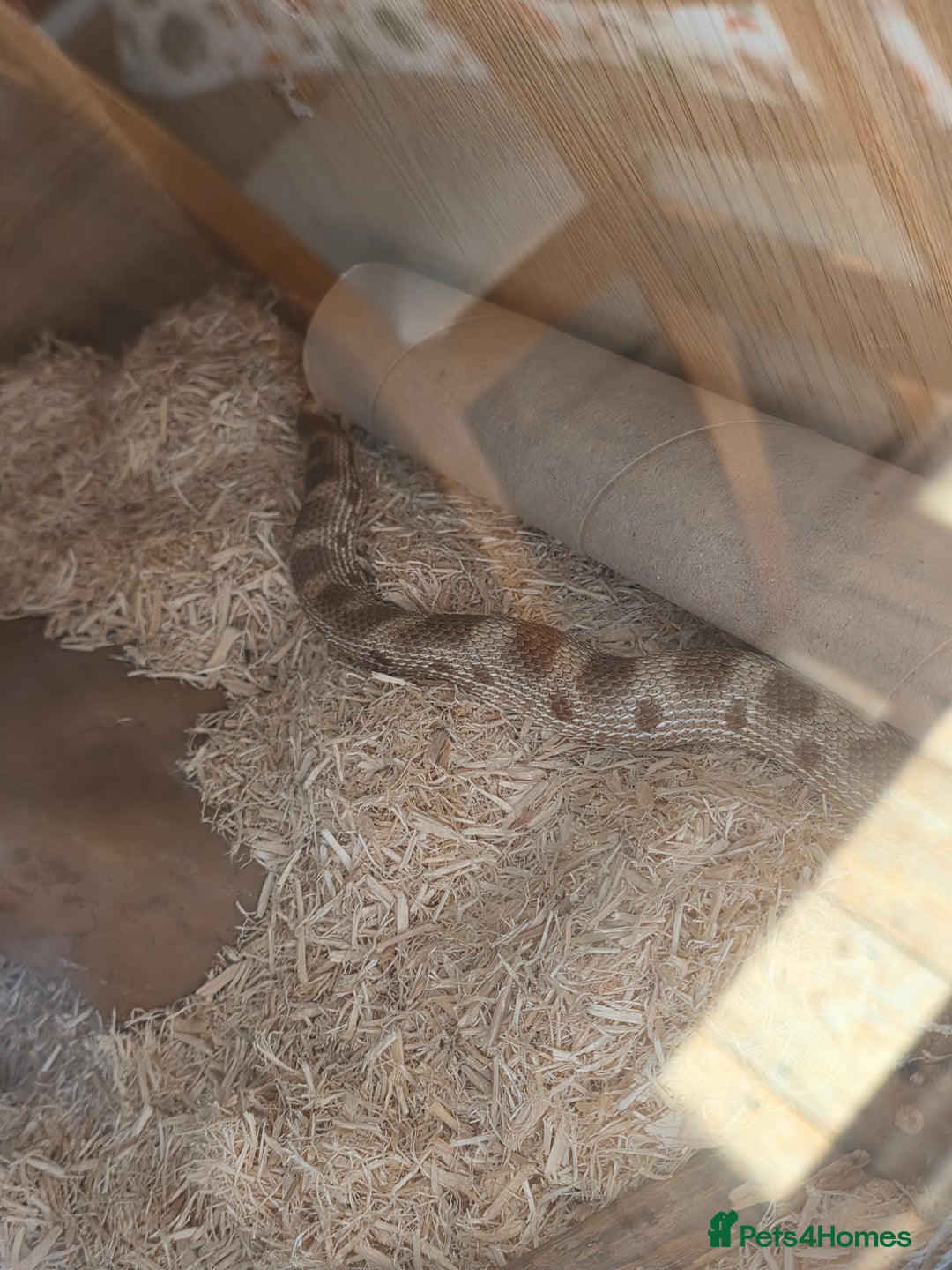 Snake reptiles for sale: Hognose snake  - Advert 15
