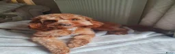 Cavapoo dogs for sale: Exquisite F1 Cavapoo Puppy in Southampton - Advert 5