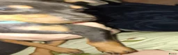 Miniature Pinscher dogs for sale: Pure breed Miniature Pinschers for sale  - Advert 16