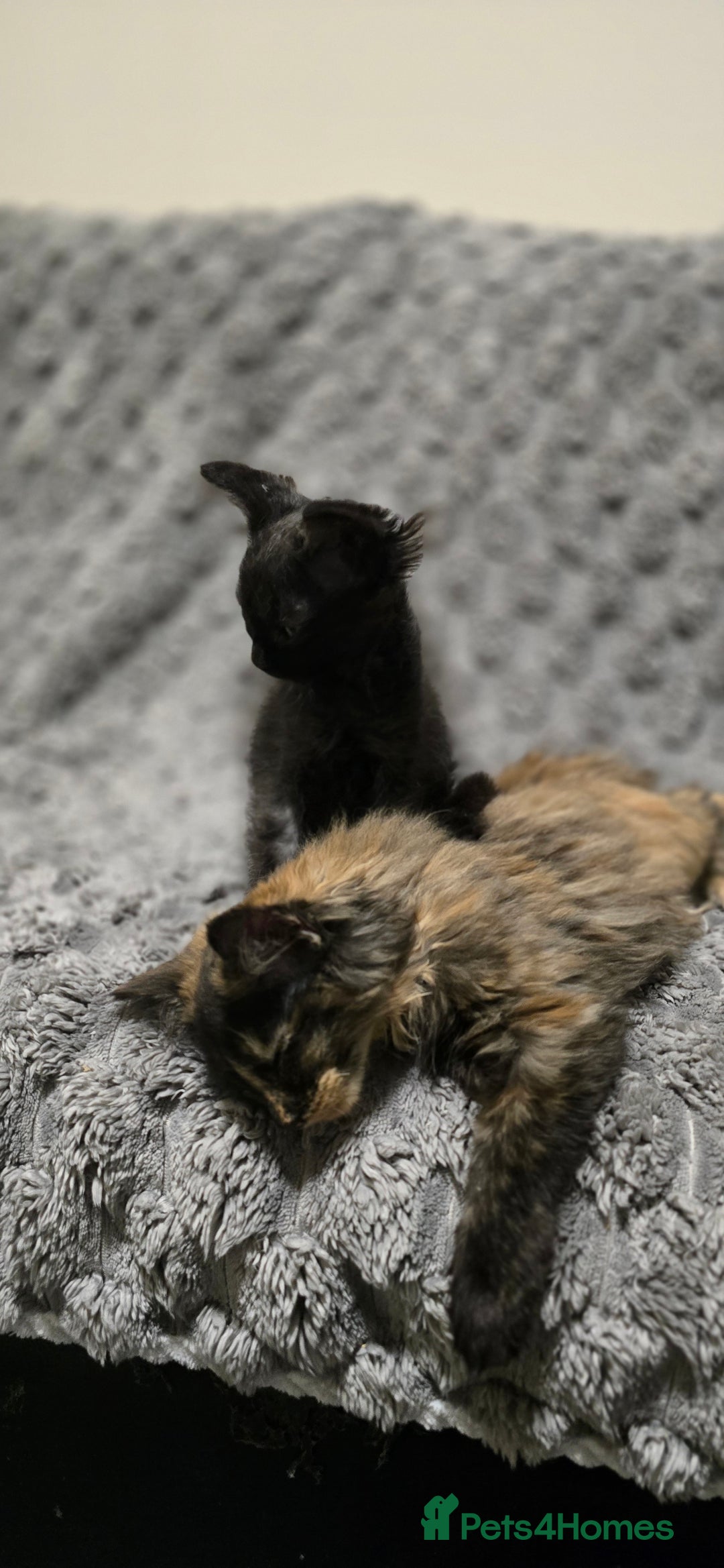 LaPerm cats for sale: 2 male Laperm mix kittens, curly haired - Advert 12