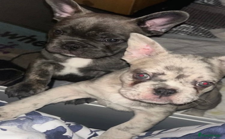 French Bulldog dogs 3 Female Merle French Bulldogs - Advert 6