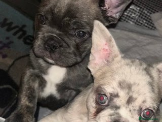 French Bulldog dogs 3 Female Merle French Bulldogs - Advert 2