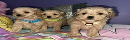 Maltipoo dogs for sale: Outstanding maltipoo - Advert 12