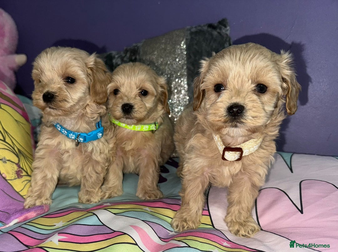 Maltipoo dogs for sale: Outstanding maltipoo - Advert 12
