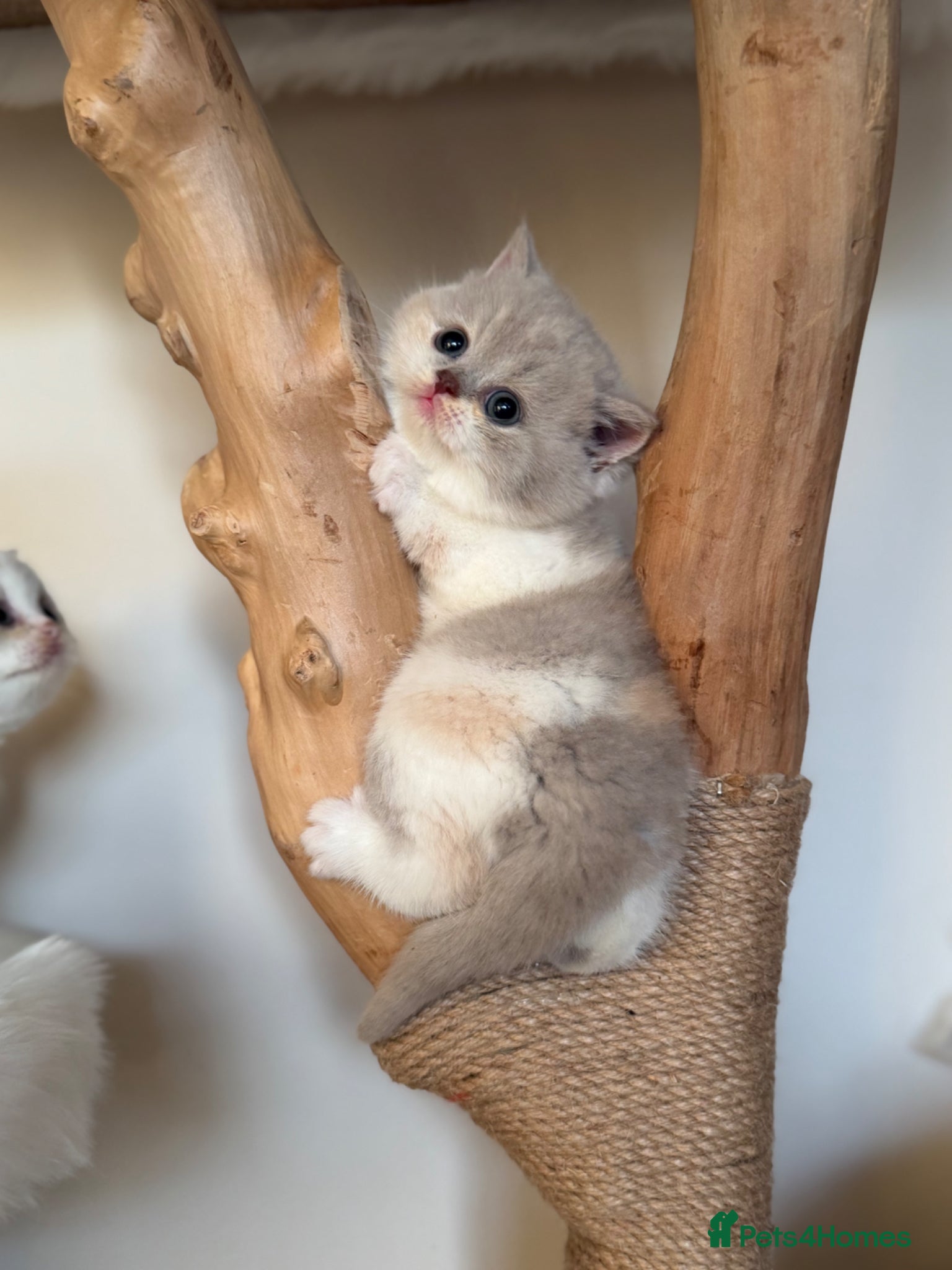 British Shorthair cats Pure Pedigree Registered British Shorthairs - Advert 4