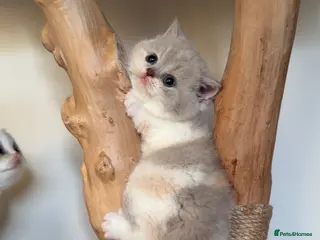 British Shorthair cats Pure Pedigree Registered British Shorthairs - Advert 4