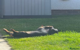 Miniature Dachshund dogs for sale: Mini Dachshund (female) - Image 6